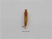 藏品(柑橘害蟲)的圖片